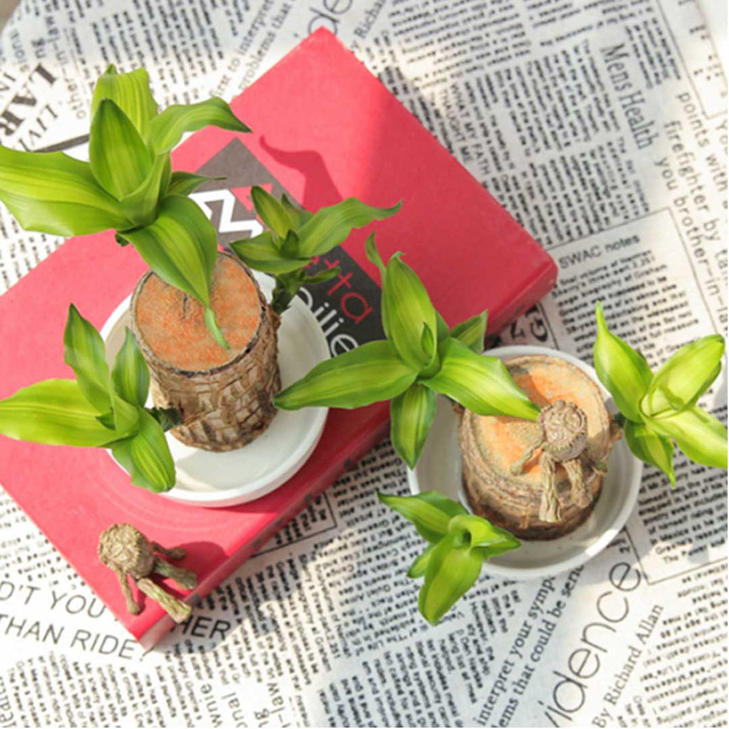 Brazilwood Hydroponic Plants Groot Lucky Wood Potted🔥Free Nutrient Solution Today🔥