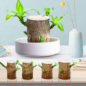 Brazilwood Hydroponic Plants Groot Lucky Wood Potted🔥Free Nutrient Solution Today🔥