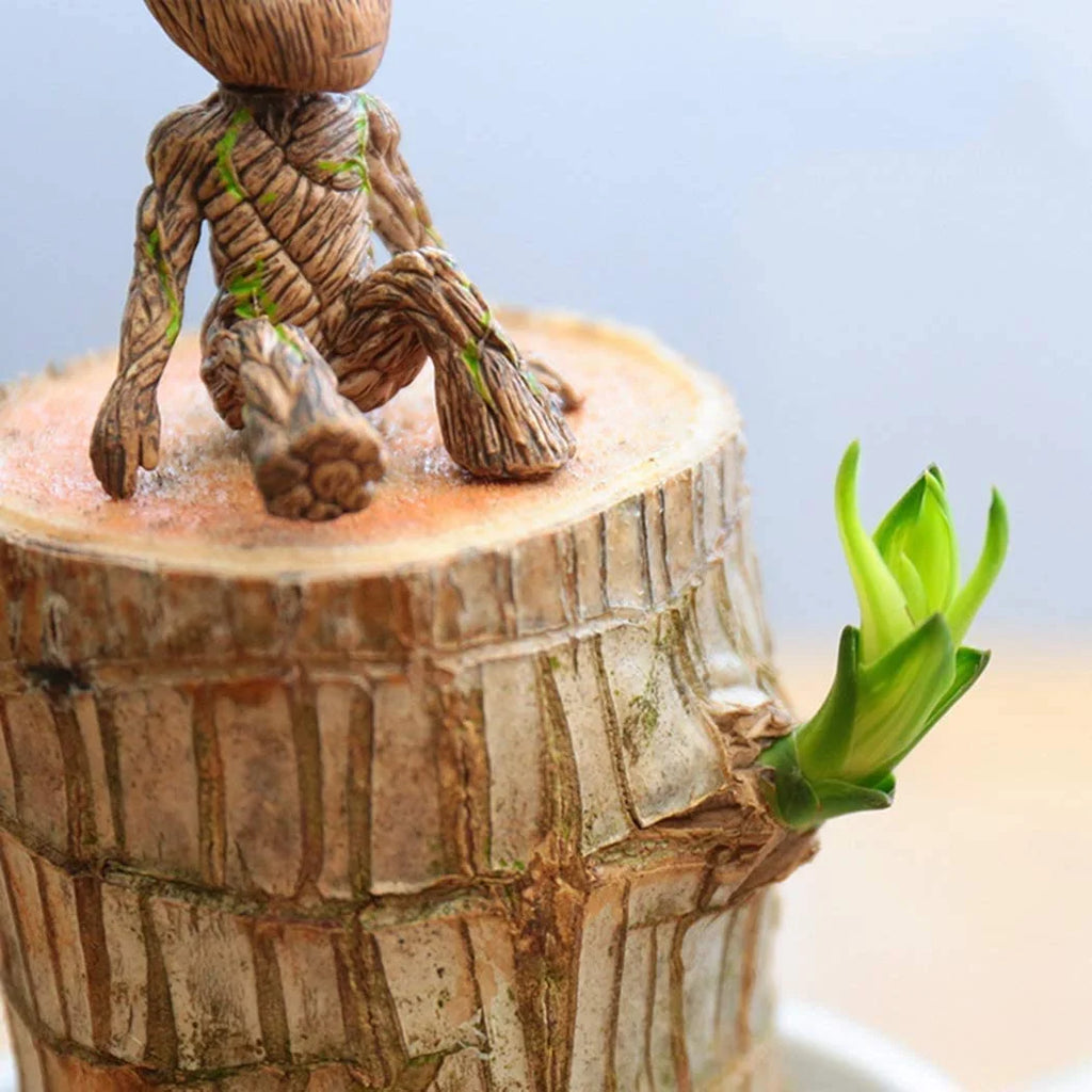 Brazilwood Hydroponic Plants Groot Lucky Wood Potted🔥Free Nutrient Solution Today🔥