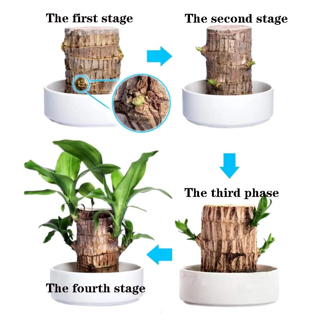 Brazilwood Hydroponic Plants Groot Lucky Wood Potted🔥Free Nutrient Solution Today🔥