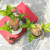 Brazilwood Hydroponic Plants Groot Lucky Wood Potted🔥Free Nutrient Solution Today🔥