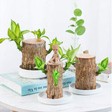 Brazilwood Hydroponic Plants Groot Lucky Wood Potted🔥Free Nutrient Solution Today🔥