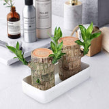 Brazilwood Hydroponic Plants Groot Lucky Wood Potted🔥Free Nutrient Solution Today🔥