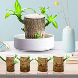 Brazilwood Hydroponic Plants Groot Lucky Wood Potted🔥Free Nutrient Solution Today🔥