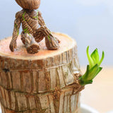 Brazilwood Hydroponic Plants Groot Lucky Wood Potted🔥Free Nutrient Solution Today🔥