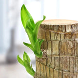 Brazilwood Hydroponic Plants Groot Lucky Wood Potted🔥Free Nutrient Solution Today🔥