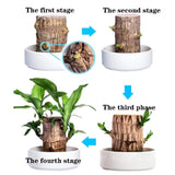 Brazilwood Hydroponic Plants Groot Lucky Wood Potted🔥Free Nutrient Solution Today🔥