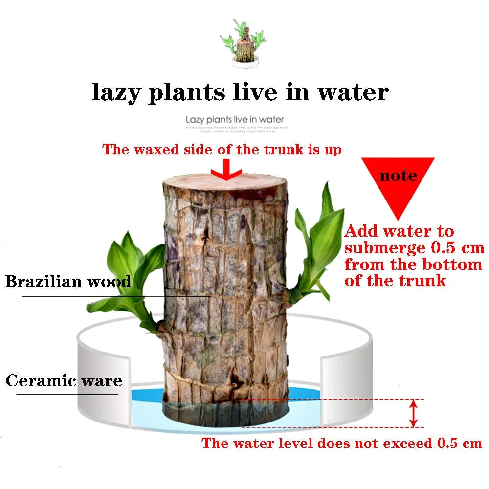 Brazilwood Hydroponic Plants Groot Lucky Wood Potted🔥Free Nutrient Solution Today🔥