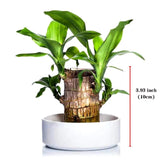 Brazilwood Hydroponic Plants Groot Lucky Wood Potted🔥Free Nutrient Solution Today🔥